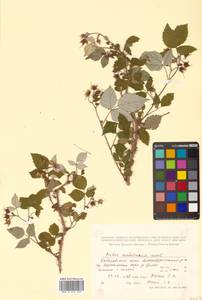 Rubus idaeus subsp. melanolasius Focke, Siberia, Russian Far East (S6) (Russia)