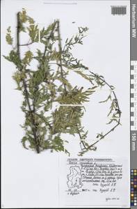 Urtica cannabina L., Eastern Europe, Volga-Kama region (E7) (Russia)