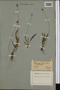 Plantago lanceolata L., Western Europe (EUR) (Germany)