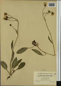 Hieracium pallescens subsp. leucobasis (Zahn) Greuter, Western Europe (EUR) (Switzerland)