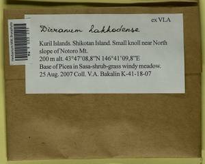 Dicranum viride var. hakkodense (Cardot) Takaki, Bryophytes, Bryophytes - Russian Far East (excl. Chukotka & Kamchatka) (B20) (Russia)