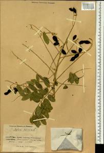 Styphnolobium japonicum (L.)Schott, South Asia, South Asia (Asia outside ex-Soviet states and Mongolia) (ASIA) (China)