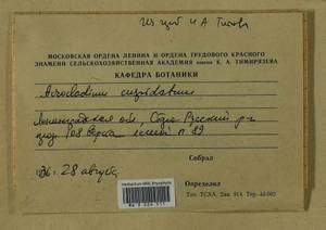 Calliergonella cuspidata (Hedw.) Loeske, Bryophytes, Bryophytes - Novgorod & Pskov Oblasts (B5) (Russia)