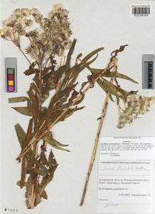 Senecio sarracenicus L., Siberia, Altai & Sayany Mountains (S2) (Russia)