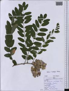 Robinia viscosa var. hartwigii (Koehne)Ashe, Eastern Europe, Western region (E3) (Russia)