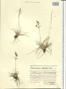 Deschampsia cespitosa subsp. septentrionalis Chiapella, Siberia, Central Siberia (S3) (Russia)