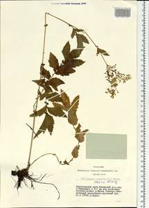 Filipendula ulmaria (L.) Maxim., Siberia, Central Siberia (S3) (Russia)