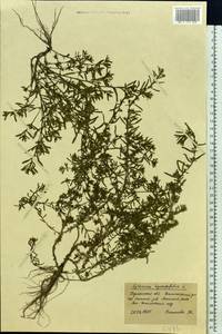 Lythrum hyssopifolia L., Eastern Europe, South Ukrainian region (E12) (Ukraine)