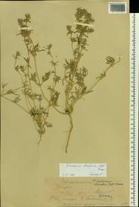 Petrosimonia brachiata (Pall.) Bunge, Eastern Europe, Lower Volga region (E9) (Russia)