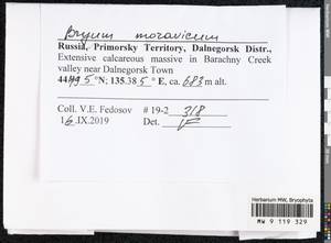Rosulabryum moravicum (Podp.) Ochyra & Stebel, Bryophytes, Bryophytes - Russian Far East (excl. Chukotka & Kamchatka) (B20) (Russia)