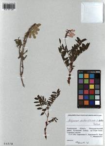 KUZ 001 281, Hedysarum austrosibiricum B.Fedtsch., Siberia, Altai & Sayany Mountains (S2) (Russia)
