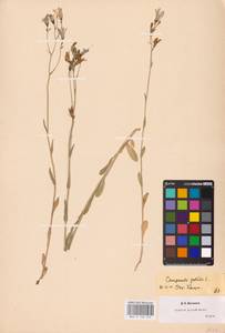 Campanula patula L., Eastern Europe, Central region (E4) (Russia)