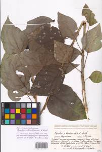 Populus × berolinensis K. Koch, Eastern Europe, Central region (E4) (Russia)