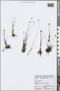 Juncus triglumis L., Siberia, Central Siberia (S3) (Russia)