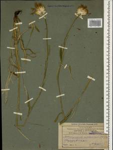 Psephellus pulcherrimus (Willd.) Wagenitz, Caucasus, Azerbaijan (K6) (Azerbaijan)