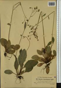Hieracium transylvanicum Heuff., Western Europe (EUR) (Slovenia)