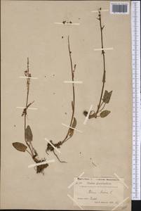 Rumex acetosa L., America (AMER) (Greenland)