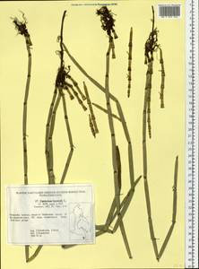 Equisetum hyemale L., Siberia, Russian Far East (S6) (Russia)