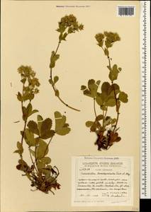 Potentilla brachypetala Fisch. & C. A. Mey. ex Lehm., Caucasus, Georgia (K4) (Georgia)