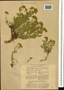 Haplophyllum ciscaucasicum (Rupr.) Grossh. & Vved., Caucasus, Stavropol Krai, Karachay-Cherkessia & Kabardino-Balkaria (K1b) (Russia)