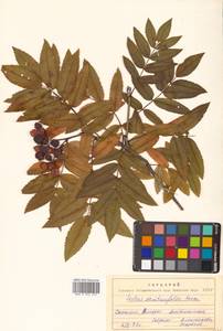 Sorbus sambucifolia (Cham. & Schltdl.) M. Roem., Siberia, Russian Far East (S6) (Russia)