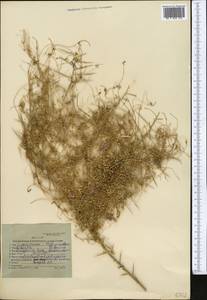 Cuscuta babylonica Aucher ex Choisy, Middle Asia, Karakum (M6) (Turkmenistan)