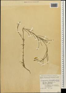 Erysimum leptophyllum (M. Bieb.) Andrz. ex DC., Caucasus, Armenia (K5) (Armenia)