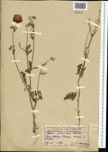 Roemeria pavonina, Middle Asia, Western Tian Shan & Karatau (M3) (Kazakhstan)