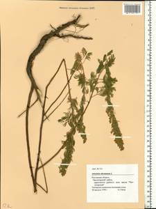 Artemisia abrotanum L., Eastern Europe, Rostov Oblast (E12a) (Russia)