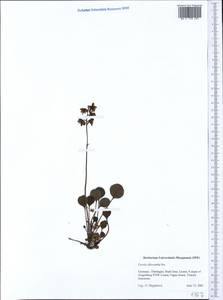 Pyrola chlorantha Sw., Western Europe (EUR) (Germany)