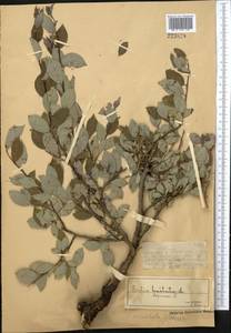 Salix bebbiana Sarg., Middle Asia, Dzungarian Alatau & Tarbagatai (M5) (Kazakhstan)