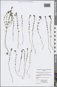 Euphrasia × vernalis List, Eastern Europe, North-Western region (E2) (Russia)