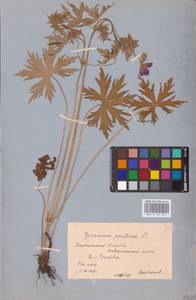 Geranium pratense L., Eastern Europe, Central forest-and-steppe region (E6) (Russia)