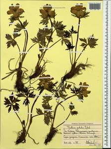 Trollius ranunculinus (Sm.) Stearn, Caucasus, Stavropol Krai, Karachay-Cherkessia & Kabardino-Balkaria (K1b) (Russia)