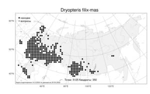 Dryopteris filix-mas (L.) Schott, Atlas of the Russian Flora (FLORUS) (Russia)