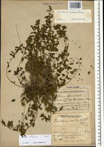 Parietaria judaica L., Caucasus, Azerbaijan (K6) (Azerbaijan)