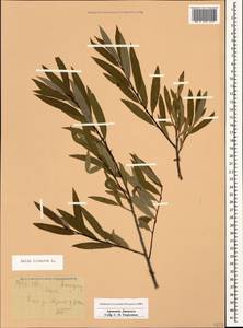 Salix triandra L., Caucasus, Armenia (K5) (Armenia)