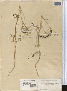 Elwendia chaerophylloides (Regel & Schmalh.) Pimenov & Kljuykov, Middle Asia, Pamir & Pamiro-Alai (M2) (Uzbekistan)