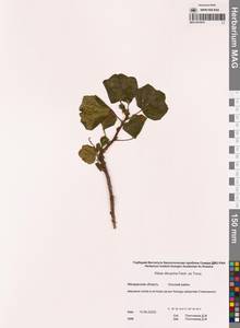 Ribes fragrans Pall., Siberia, Chukotka & Kamchatka (S7) (Russia)