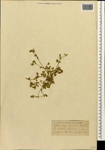 Medicago minima (L.) Bartal., Caucasus, Krasnodar Krai & Adygea (K1a) (Russia)