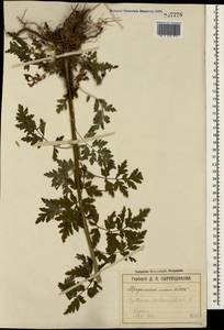 Tanacetum partheniifolium (Willd.) Sch. Bip., Crimea (KRYM) (Russia)