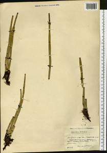 Equisetum hyemale L., Siberia, Baikal & Transbaikal region (S4) (Russia)