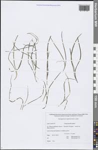 Sparganium hyperboreum Laest. ex Beurl., Siberia, Chukotka & Kamchatka (S7) (Russia)