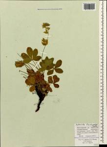 Potentilla brachypetala Fisch. & C. A. Mey. ex Lehm., Caucasus, Krasnodar Krai & Adygea (K1a) (Russia)