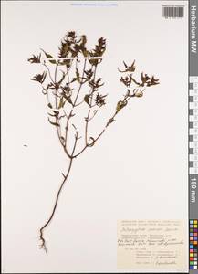 Melampyrum roseum Maxim., Siberia, Russian Far East (S6) (Russia)