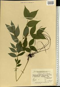Lathyrus vernus (L.) Bernh., Eastern Europe, Middle Volga region (E8) (Russia)