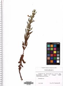 Gratiola officinalis L., Eastern Europe, Middle Volga region (E8) (Russia)
