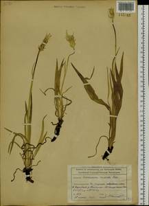 Scorzonera radiata Fisch. ex Colla, Siberia, Altai & Sayany Mountains (S2) (Russia)