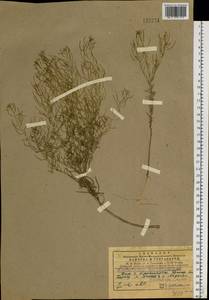 Dontostemon micranthus C.A. Mey., Siberia, Central Siberia (S3) (Russia)