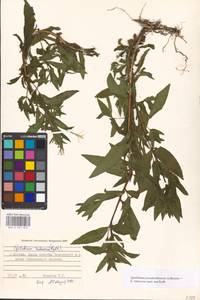 Epilobium pseudorubescens A. K. Skvortsov, Eastern Europe, Moscow region (E4a) (Russia)